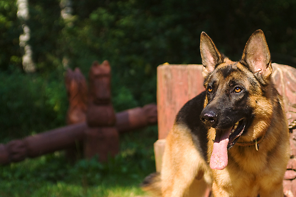 포토 JPG 해외이미지 주간 입벌림 사람없음 야외 반려동물 기다림 개 사냥개 메롱 셰퍼드 해외포토 자연요소 동물 포유류 모션 표정 파일형식 이미지허브