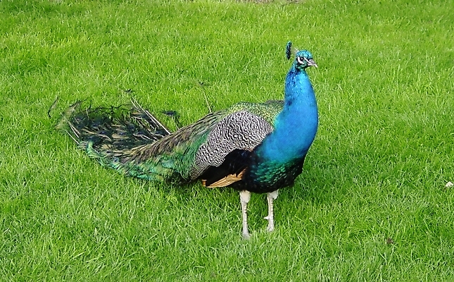 포토 JPG 해외이미지 공원 조류 사람없음 공작 해외포토 동물 공공시설 파일형식 이미지허브