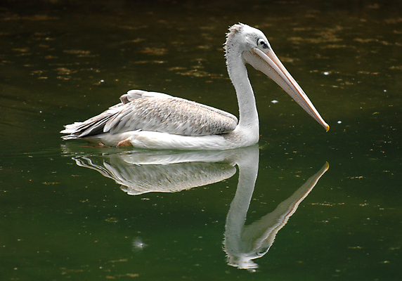 포토 JPG 해외이미지 조류 사람없음 물 반사 회색 큼 펠리컨 깃털 부리 해외포토 자연요소 동물 컬러 크기 파일형식 이미지허브