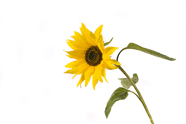 포토 JPG 해외이미지 식물 구름 꽃잎 꽃 줄기 잎 밭 농업 하늘 해바라기 씨앗 사람없음 초록색 농작물 태양 농장 노란색 해외포토 자연요소 산업 컬러 파일형식 이미지허브