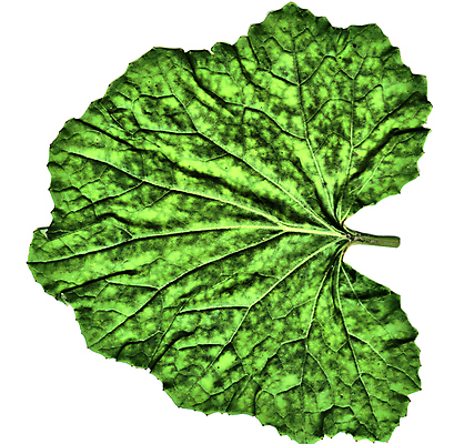 포토 JPG 해외이미지 식물 물결 백그라운드 잎 패턴 자연 추상 사람없음 초록색 정원 성장 닫기 이슬 허브 질감 서식 시트 해외포토 컬러 무늬 모션 생태계 파일형식 이미지허브