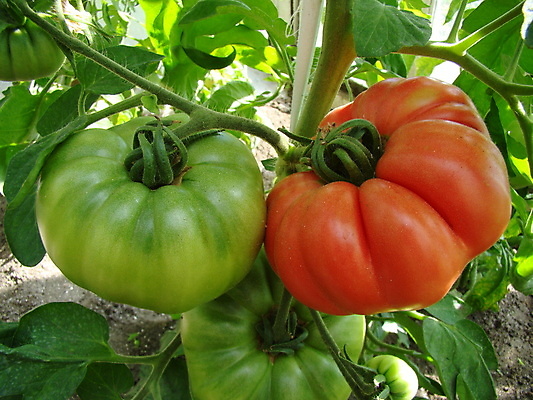 포토 JPG 해외이미지 식물 토마토 채소 사람없음 빨간색 초록색 정원 온실 해외포토 컬러 파일형식 이미지허브