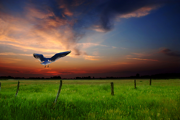 포토 JPG 해외이미지 구름 한마리 해외풍경 자연 조류 하늘 초원 사람없음 야외 일몰 봄 비행 야간 폴란드 해외포토 자연요소 동물 1 해외 계절 유럽 풍경 노을 생태계 파일형식 이미지허브