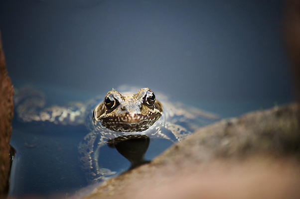 포토 JPG 해외이미지 동물 1 호수 개구리 양서류 사람없음 물 강 갈색 머리 수영 연못 개울 혼자 해외포토 자연요소 컬러 신체부위 수상스포츠 파일형식 이미지허브
