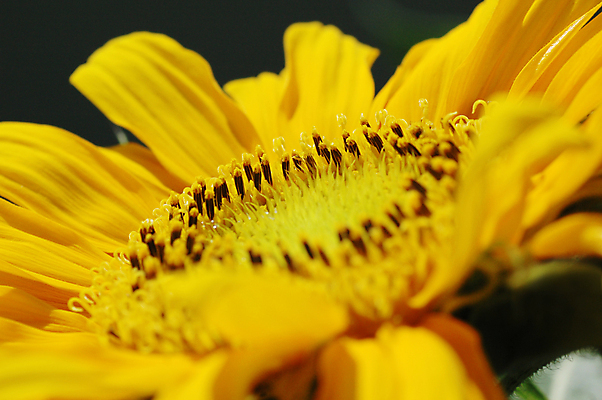 포토 JPG 해외이미지 식물 꽃잎 꽃 줄기 잎 꽃무늬 농업 자연 해바라기 국화 씨앗 사람없음 야외 초록색 파란색 농작물 햇빛 뷰티 노란색 정원 맑음 봄 활발 성장 벚꽃 신선 개화 황금 닫기 꽃가루 꽃수술 디테일 해외포토 계절 산업 컬러 컨셉 무늬 모션 날씨 태양 가루 생태계 파일형식 이미지허브
