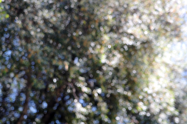 포토 JPG 해외이미지 나무 백그라운드 자연 사람없음 초록색 여름 파란색 소프트포커스 보케 해외포토 식물 계절 컬러 촬영기법 생태계 파일형식 이미지허브