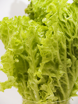 포토 JPG 해외이미지 식물 음식 건강 사람없음 초록색 수확 농부 상추 질감 밭일 영양소 해외포토 직업 컬러 농업 채소 파일형식 이미지허브