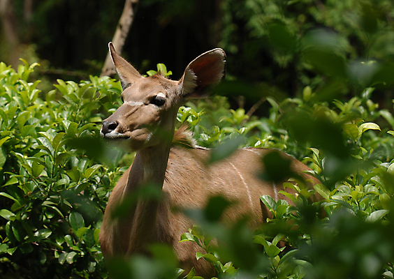 포토 JPG 해외이미지 동물 아프리카 사슴 사람없음 갈색 큼 귀 숨기 해외포토 나라 컬러 포유류 모션 신체부위 크기 파일형식 이미지허브