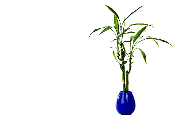 포토 JPG 해외이미지 스튜디오촬영 식물 꽃 잎 자연 선물 사람없음 내부 장식 초록색 파란색 정원 꽃병 흰색 신선 항아리 냄비 컨테이너 흰배경 심기 정물화 카피스페이스 해외포토 산업 컬러 백그라운드 모션 실내 공백 도자기 솥 그림 생태계 파일형식 이미지허브