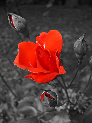 포토 JPG 해외이미지 식물 꽃 사람없음 빨간색 장미 검은색 흰색 해외포토 컬러 파일형식 이미지허브