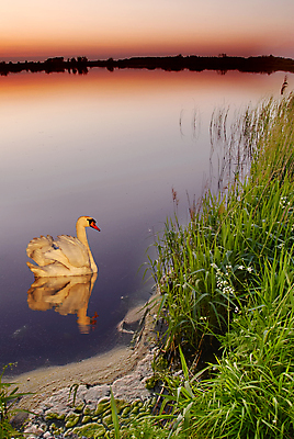 포토 JPG 해외이미지 한마리 해외풍경 호수 자연 하늘 사람없음 야외 반사 일몰 풀 야간 백조 해외포토 자연요소 식물 1 해외 조류 풍경 노을 생태계 파일형식 이미지허브