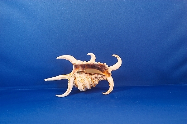 포토 JPG 해외이미지 동물 바다 조개 생물 사람없음 껍질 보호 유기농 합성 층 내추럴 단백질 해외포토 웰빙 컨셉 어패류 영양소 파일형식 이미지허브