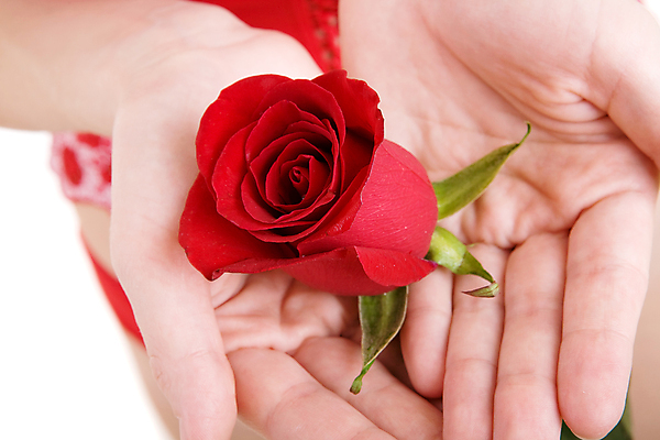 포토 JPG 해외이미지 손 여자 꽃잎 꽃 손가락 자연 휴가 친절 관리 사랑 사람없음 빨간색 뷰티 장미 평화 호기심 고립 해외포토 식물 감정 컬러 컨셉 사람 신체부위 생태계 파일형식 이미지허브