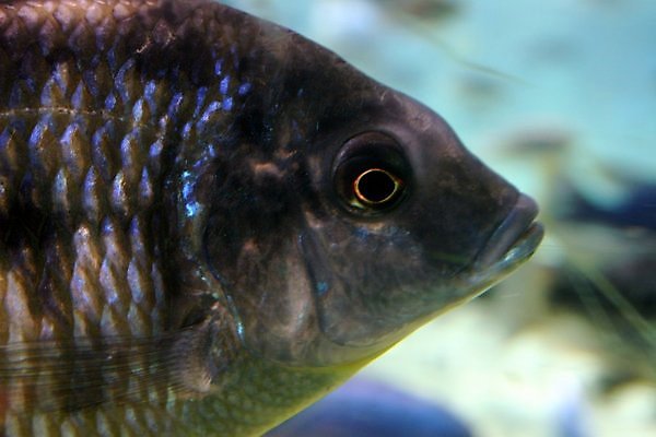 포토 JPG 해외이미지 저울 어류 사람없음 물 수영 탱크 해외포토 자연요소 수중동물 수상스포츠 파일형식 이미지허브