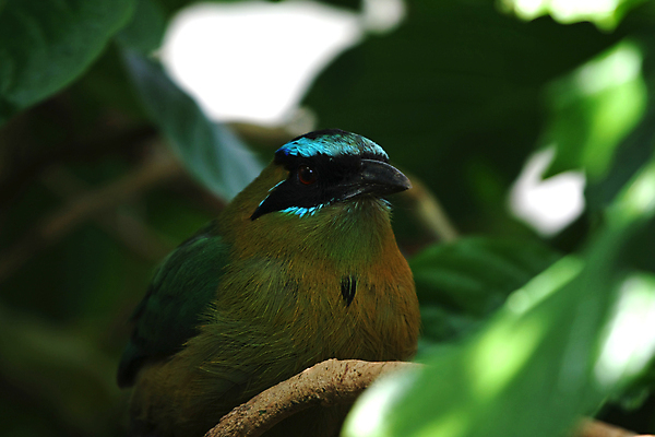 포토 JPG 해외이미지 동물 야생동물 자연 조류 휴식 열대 사람없음 파란색 그늘 수줍음 깃털 숨김 내추럴 숨기 해외포토 감정 컬러 컨셉 모션 생태계 파일형식 이미지허브