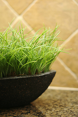 포토 JPG 해외이미지 디자인 따뜻함 사람없음 내부 장식 초록색 주방 성장 냄비 허브 부드러움 심기 해외포토 식물 컬러 모션 감각 솥 파일형식 이미지허브