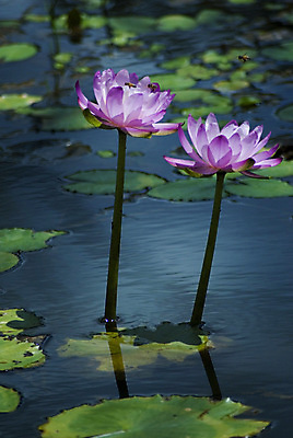 포토 JPG 해외이미지 식물 꽃잎 꽃 분홍색 곤충 사람없음 초록색 물 연못 개화 해외포토 자연요소 동물 컬러 파일형식 이미지허브