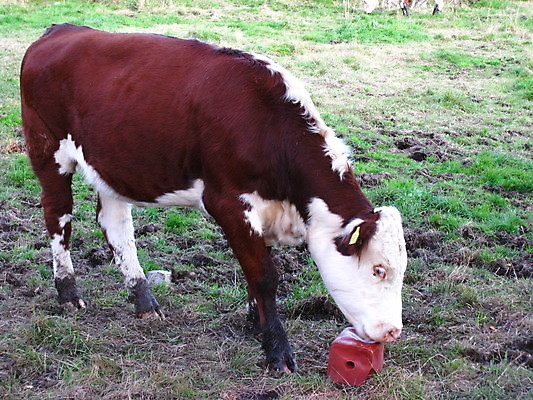 포토 JPG 해외이미지 독일 노르웨이 사람없음 죽음 성 공군 러시아 해군 소련 해외포토 건축물 유럽 군대 파일형식 이미지허브