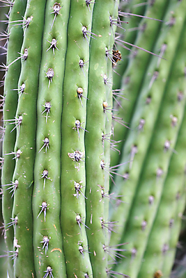 포토 JPG 해외이미지 식물 자연 선인장 건조 사람없음 초록색 사막 바늘 가시 척추 날카로움 애리조나 해외포토 컬러 뼈 미국 도구 생태계 파일형식 이미지허브