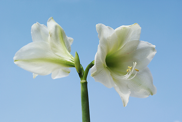 포토 JPG 해외이미지 식물 계절 꽃 꽃무늬 자연 사람없음 봄 벚꽃 개화 해외포토 무늬 생태계 파일형식 이미지허브