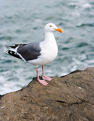 포토 JPG 해외이미지 동물 모래 파도 바다 갈매기 조류 사람없음 물 파란색 서핑 해조류 깃털 부리 소금 해외포토 자연요소 컬러 수상스포츠 해양식물 파일형식 이미지허브