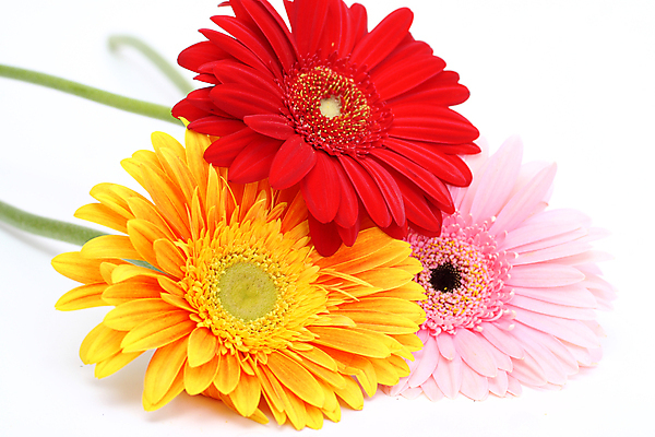 포토 JPG 해외이미지 식물 꽃잎 꽃 줄기 분홍색 꽃무늬 오렌지 자연 사람없음 초록색 노란색 머리 봄 벚꽃 싱글 거베라 멀티 해외포토 계절 컬러 무늬 과일 신체부위 생태계 파일형식 이미지허브