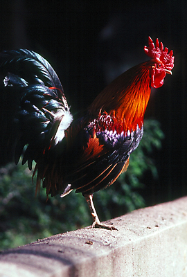 포토 JPG 해외이미지 동물 공원 조류 사람없음 울타리 수탉 해외포토 공공시설 담장 닭 수컷 파일형식 이미지허브