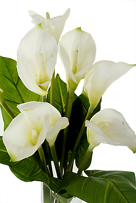 포토 JPG 해외이미지 스튜디오촬영 식물 꽃 잎 자연 선물 사람없음 내부 장식 초록색 정원 흰색 신선 흰배경 정물화 카피스페이스 해외포토 컬러 백그라운드 실내 공백 그림 생태계 파일형식 이미지허브