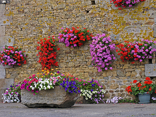 포토 JPG 해외이미지 꽃 벽 분홍색 사람없음 빨간색 컬러풀 프랑스 썩음 피튜니아 해외포토 식물 유럽 컬러 파일형식 이미지허브