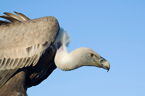 포토 JPG 해외이미지 동물 1 날개 조류 동물원 사람없음 파란색 갈색 힘 집중 깃털 부리 육식동물 혼자 해외포토 컬러 컨셉 파일형식 이미지허브