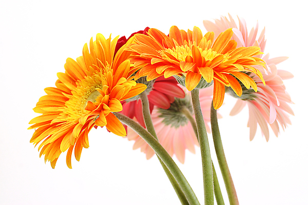 포토 JPG 해외이미지 식물 꽃잎 꽃 줄기 분홍색 꽃무늬 오렌지 자연 사람없음 초록색 노란색 머리 봄 벚꽃 싱글 거베라 멀티 해외포토 계절 컬러 무늬 과일 신체부위 생태계 파일형식 이미지허브