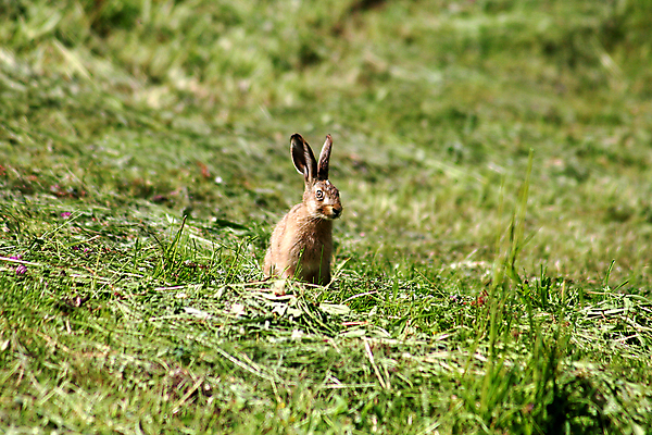 포토 JPG 해외이미지 주간 한마리 응시 서기 잔디 사람없음 야외 토끼 산토끼 해외포토 자연요소 식물 1 시선 포유류 모션 반려동물 파일형식 이미지허브