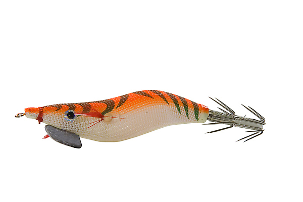 포토 JPG 해외이미지 선 스포츠 낚시 어류 취미 사람없음 잡기 고리 유혹 깃털 오징어 날카로움 낚시꾼 형광등 기어 미끼 고립 해외포토 컨셉 모션 레저 전등 연체동물 수중동물 파일형식 이미지허브