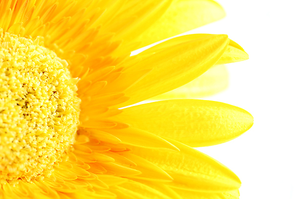 포토 JPG 해외이미지 식물 꽃잎 꽃 꽃무늬 오렌지 따뜻함 사람없음 장식 여름 노란색 우주 맑음 흰색 신선 우아함 데이지 거베라 고립 꽃수술 카피스페이스 해외포토 계절 컬러 컨셉 무늬 과일 날씨 공백 파일형식 이미지허브