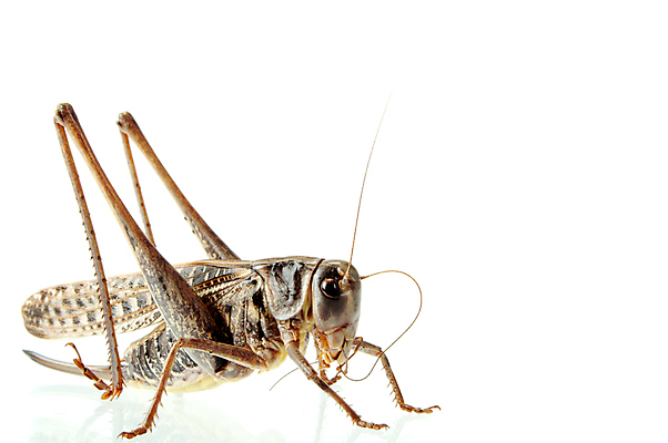 포토 JPG 해외이미지 동물 야생동물 곤충 백그라운드 자연 기술 안테나 사람없음 옆모습 갈색 머리 흰색 기다림 해충 큼 촉수 동물상 양발 특별함 생존 해외포토 뷰포인트 컬러 컨셉 통신 모션 신체부위 조형물 벌레 크기 생태계 파일형식 이미지허브