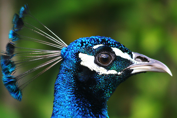 포토 JPG 해외이미지 동물 남자 야생동물 날개 자연 조류 사람없음 야외 초록색 파란색 컬러풀 머리 오픈 황금 공작 깃털 부리 해외포토 컬러 사람 신체부위 생태계 파일형식 이미지허브