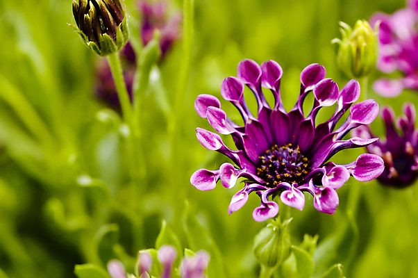 포토 JPG 해외이미지 식물 계절 꽃잎 꽃 백그라운드 자연 씨앗 사람없음 가로 초록색 빛 컬러풀 한개 뷰티 정원 보라색 활발 벚꽃 매끈함 작음 환경보전 유기농 질감 화단 채소밭 해외포토 1 웰빙 컬러 컨셉 밭 감각 크기 사회이슈 생태계 파일형식 이미지허브