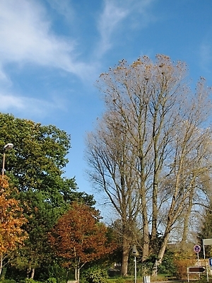포토 JPG 해외이미지 나무 백그라운드 잎 자연 하늘 사람없음 노란색 나뭇가지 내추럴 해외포토 식물 컬러 생태계 파일형식 이미지허브