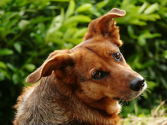 포토 JPG 해외이미지 동물 포유류 털 사람없음 반려동물 갈색 개 호기심 송곳니 경보 해외포토 감정 컬러 컨셉 치아 파일형식 이미지허브
