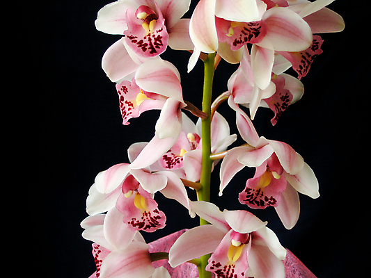 포토 JPG 해외이미지 식물 꽃잎 꽃 분홍색 꽃다발 백그라운드 잎 자연 사람없음 장식 뷰티 머리 보라색 활발 벚꽃 난초 싱글 원예 해외포토 컬러 컨셉 취미 신체부위 생태계 파일형식 이미지허브