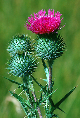 포토 JPG 해외이미지 식물 밭 자연 사람없음 개화 해외포토 꽃 농업 생태계 파일형식 이미지허브
