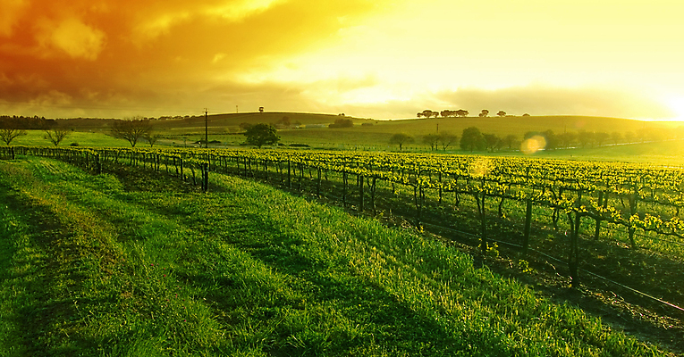 포토 JPG 해외이미지 자연 포도 아침 사람없음 야외 빨간색 초록색 태양 노란색 일출 와인 계곡 봄 새벽 성장 흰색 시골 신선 포도밭 지역 해외포토 주간 자연요소 계절 컬러 밭 과일 주류 노을 생태계 파일형식 이미지허브