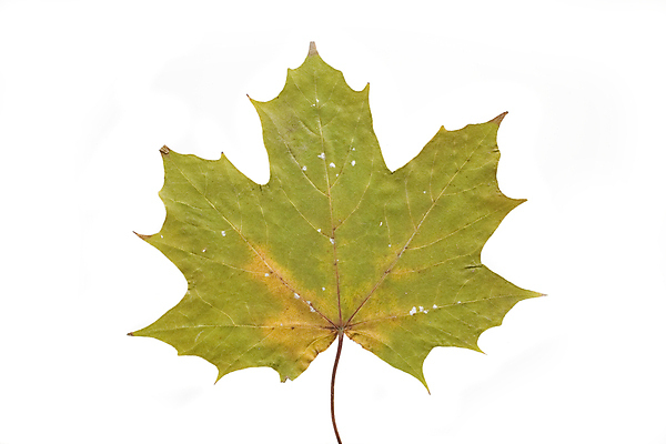 포토 JPG 해외이미지 나무 계절 백그라운드 단풍 잎 자연 사람없음 빨간색 초록색 가을 흰색 황금 설정 고립 땅바닥 해외포토 식물 컬러 바닥 생태계 파일형식 이미지허브