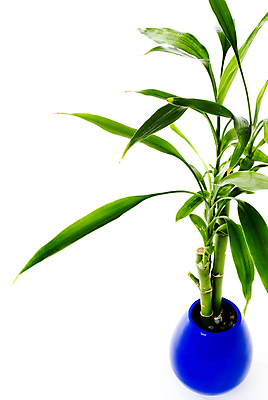 포토 JPG 해외이미지 스튜디오촬영 식물 꽃 잎 자연 선물 사람없음 내부 장식 초록색 파란색 정원 꽃병 흰색 신선 항아리 냄비 컨테이너 흰배경 심기 정물화 카피스페이스 해외포토 산업 컬러 백그라운드 모션 실내 공백 도자기 솥 그림 생태계 파일형식 이미지허브