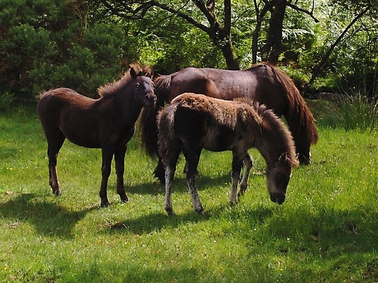 포토 JPG 해외이미지 나무 동물 야생동물 영국 잉글랜드 사람없음 다트무어 해외포토 식물 유럽 파일형식 이미지허브