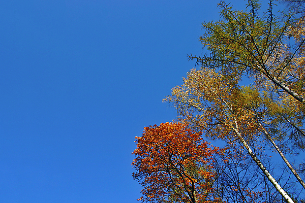 포토 JPG 해외이미지 나무 식물 응시 계절 공원 백그라운드 단풍 잎 자연 하늘 사람없음 야외 세로 초록색 파란색 맑음 나뭇가지 숲 큼 지역 강렬 삼나무 해외포토 시선 공공시설 컬러 날씨 크기 생태계 파일형식 이미지허브