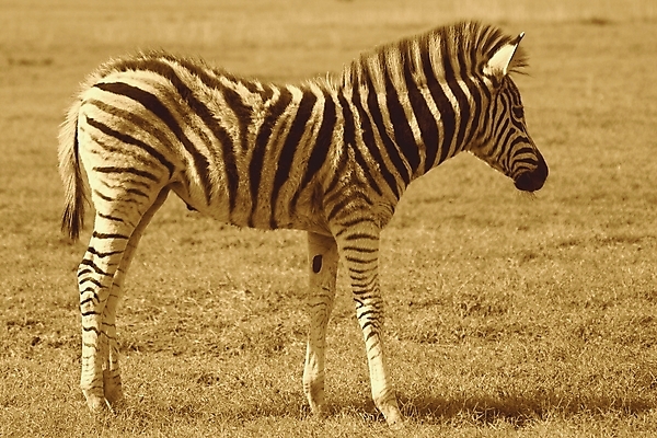 포토 JPG 해외이미지 동물 공원 야생동물 선 패턴 포유류 아프리카 자연 초식동물 동물원 사람없음 야외 검은색 줄무늬 흰색 사파리 질감 귀 얼룩말 갈기 남쪽 평행 남아프리카 아기사슴 이국적 해외포토 공공시설 나라 새끼 컬러 무늬 사슴 신체부위 말_동물 방향 생태계 파일형식 이미지허브