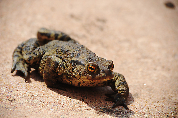 포토 JPG 해외이미지 동물 1 응시 길 야생동물 파충류 자연 개구리 양서류 사람없음 갈색 걷기 닫기 큼 싱글 두꺼비 생태학 혼자 못생김 해외포토 시선 교육 컬러 모션 크기 생태계 파일형식 이미지허브