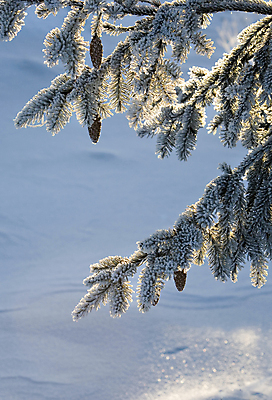 포토 JPG 해외이미지 나무 계절 백그라운드 잎 크리스마스 겨울 패턴 자연 추상 휴가 그림자 풍경 사람없음 야외 빨간색 물 파란색 햇빛 태양 뷰티 냉동 얼음 추위 흰색 나뭇가지 소나무 바늘 숲 크리스탈 질감 서리 장면 전나무 원뿔 해외포토 자연요소 도형 식물 기념일 컬러 무늬 도구 광석 생태계 파일형식 이미지허브