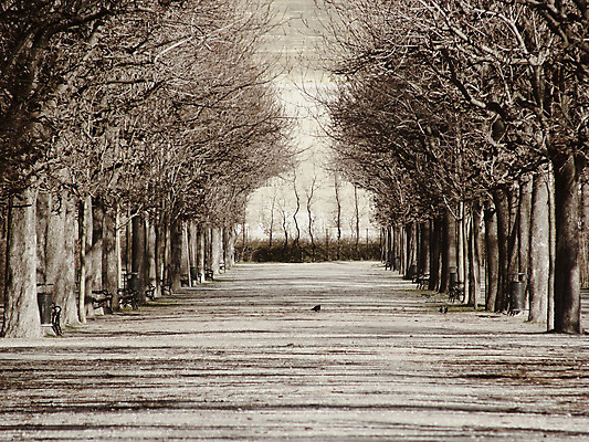 포토 JPG 해외이미지 나무 공원 길 자연 바람 휴식 사람없음 평화 침묵 산책 기쁨 산책로 자유 대접 정지 호흡 편안함 오솔길 명상 충동구매 단절 방법 영원 위도 치유 해외포토 자연요소 식물 공공시설 감정 컨셉 모션 날씨 쇼핑 소리 감각 생태계 과소비 파일형식 이미지허브